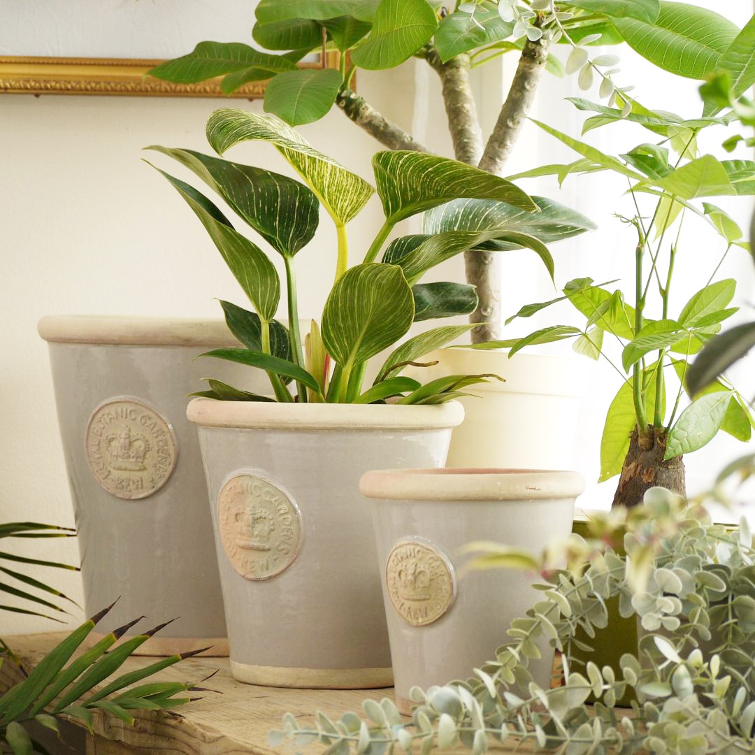 Kew Pots �������� L������ ����ȭ ���塼�ݥå�