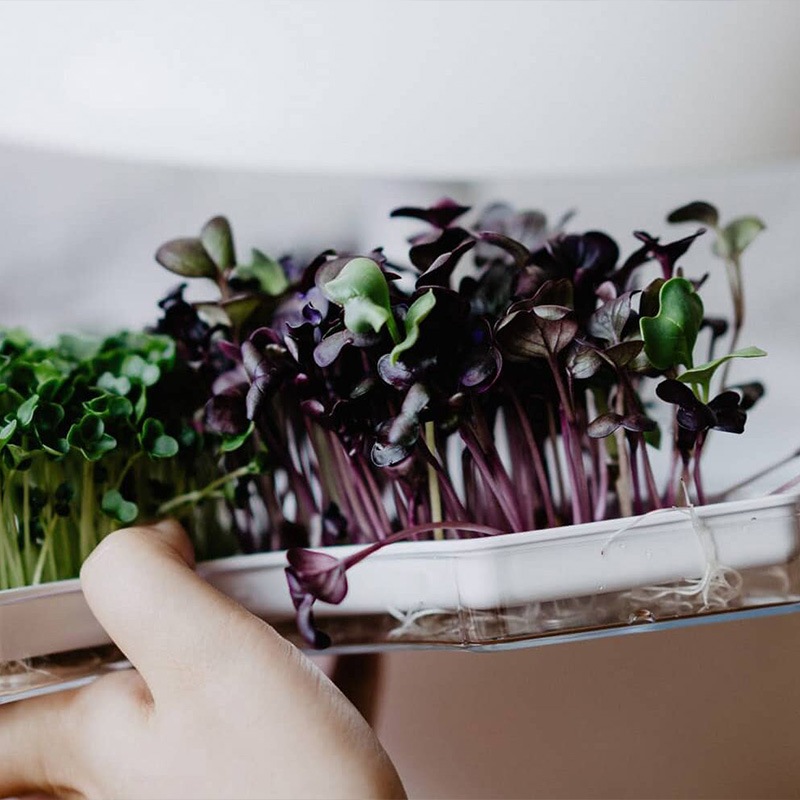 80OFFڽʡۥץ饦Ȱѥȥ졼̺ݴץȥѥץ