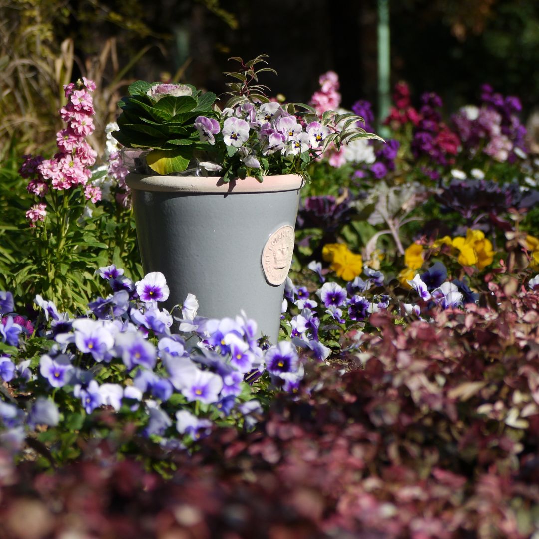 Kew Pots �ѥ������֥롼 L������ ����ȭ ���塼�ݥå�