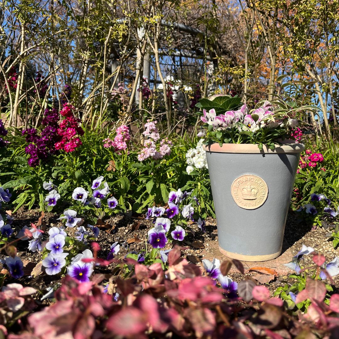 Kew Pots �ѥ������֥롼 L������ ����ȭ ���塼�ݥå�