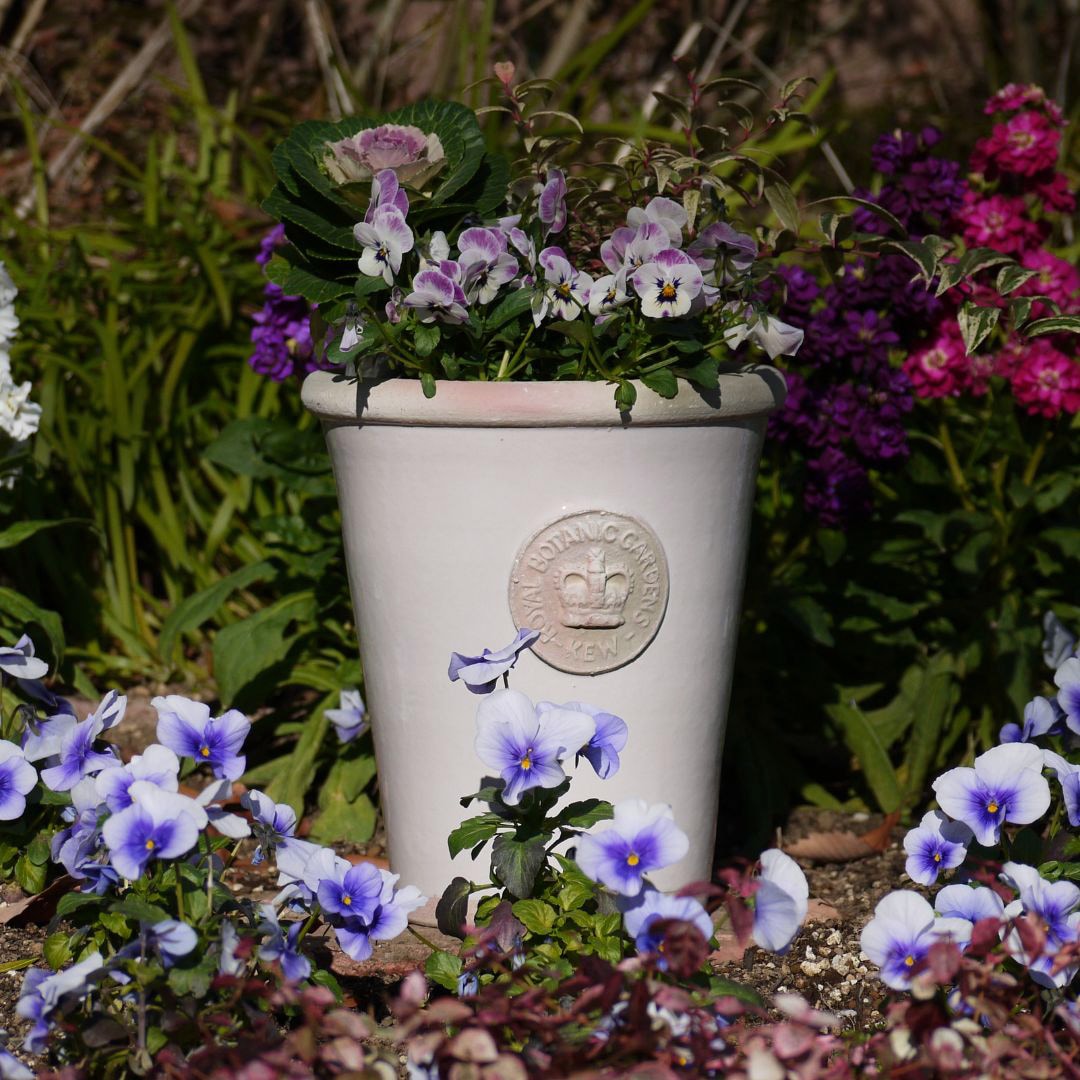 Kew Pots ����ߥ� L������ ����ȭ ���塼�ݥå�