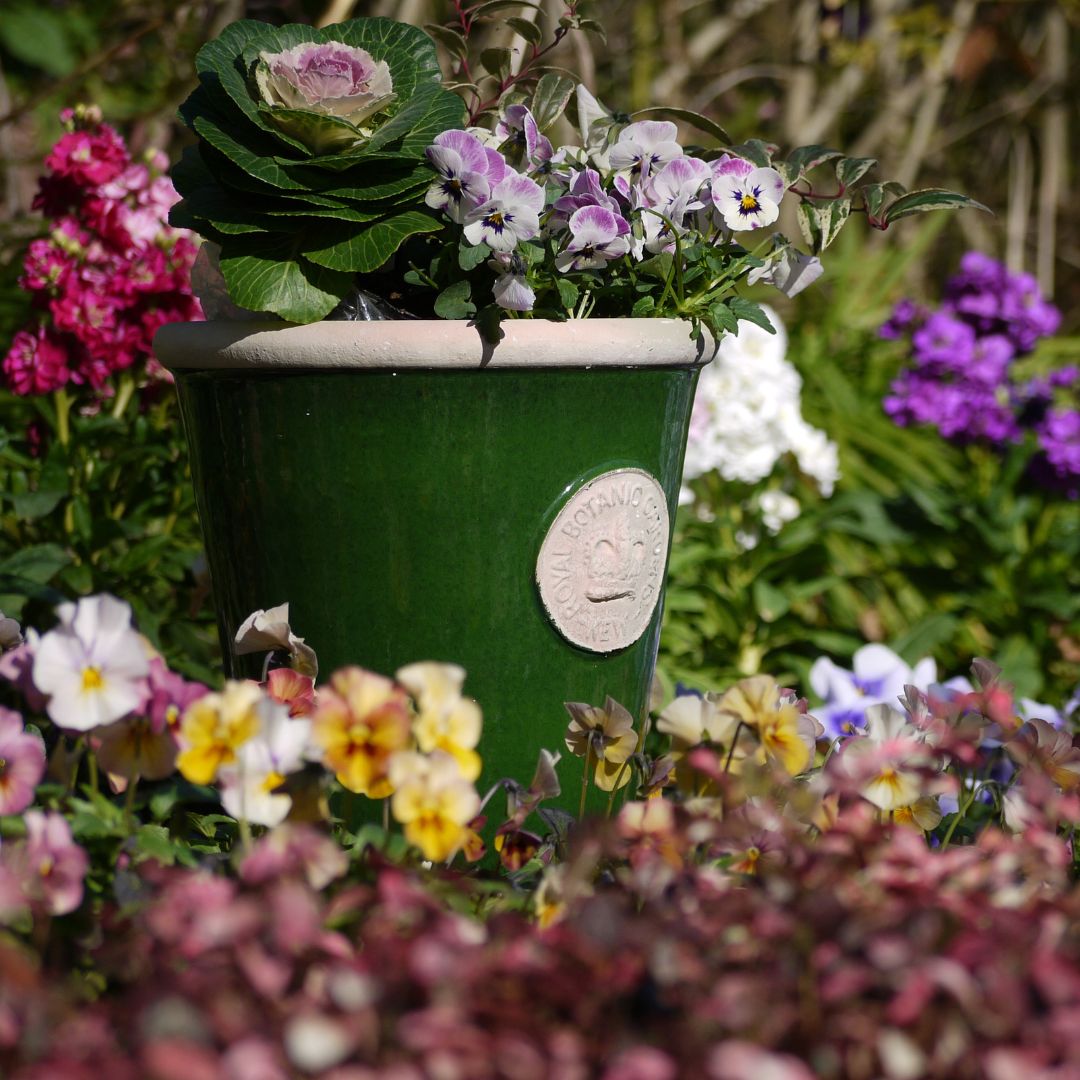 Kew Pots ���������꡼�� L������ ����ȭ ���塼�ݥå�