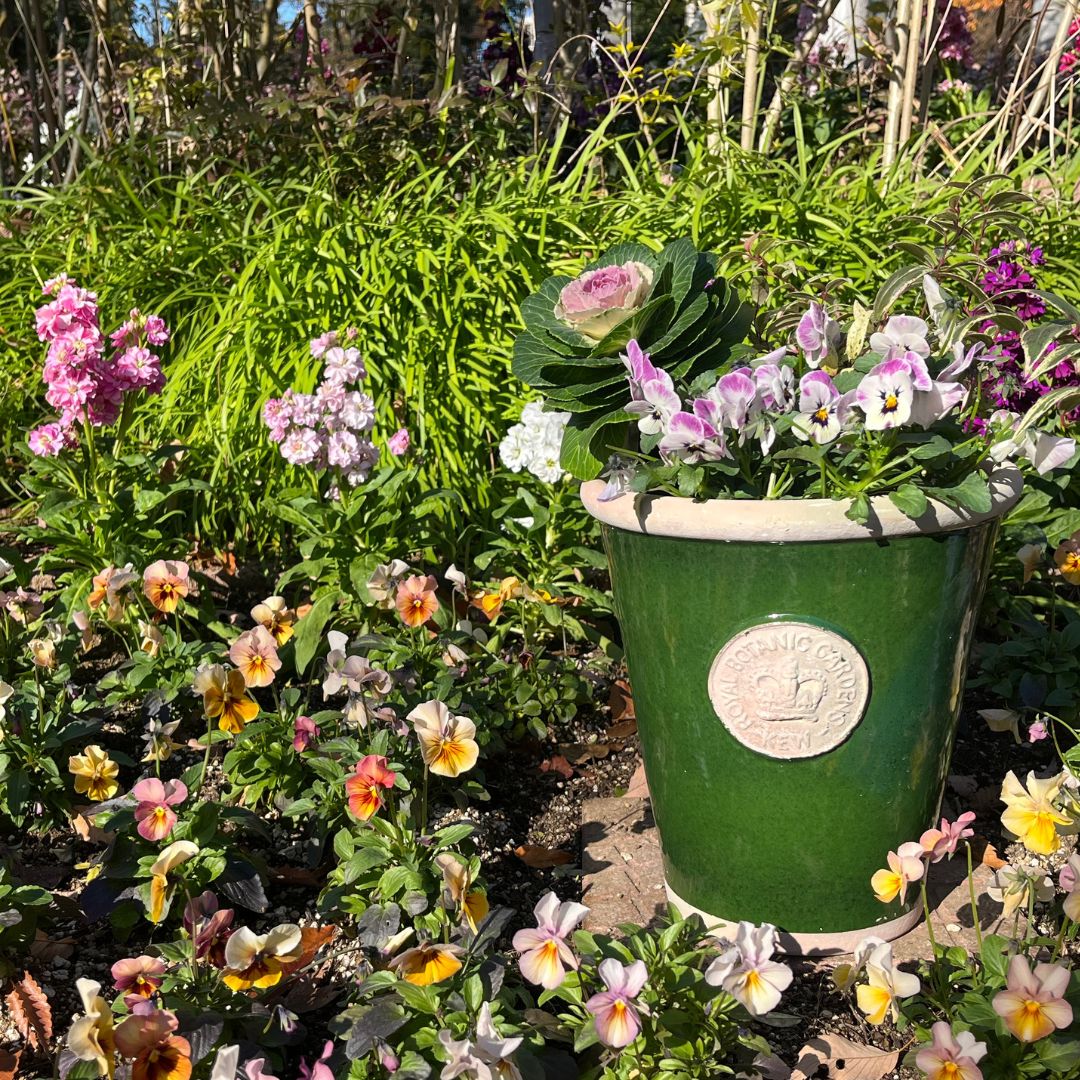 Kew Pots ���������꡼�� L������ ����ȭ ���塼�ݥå�