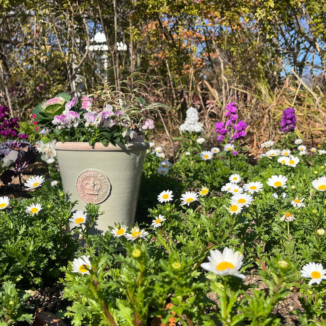 Kew Pots �ե������졼 L������ ����ȭ ���塼�ݥå�