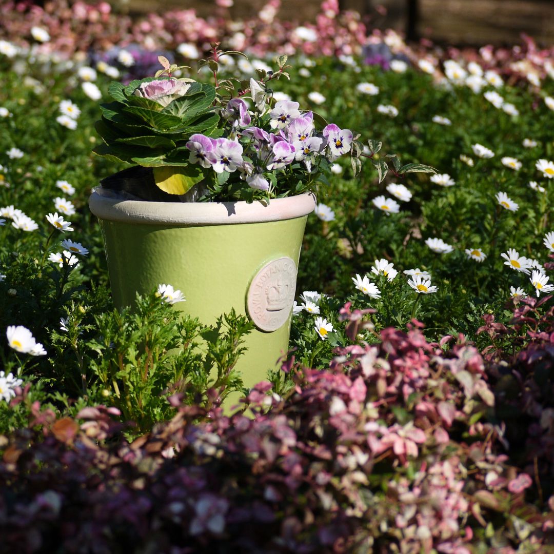 Kew Pots �饤�� L������ ����ȭ ���塼�ݥå�