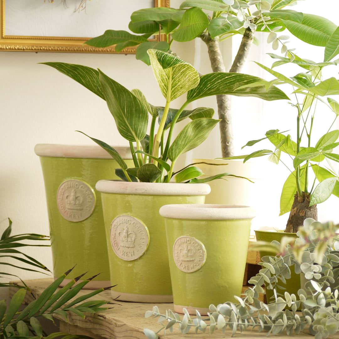 Kew Pots �饤�� L������ ����ȭ ���塼�ݥå�