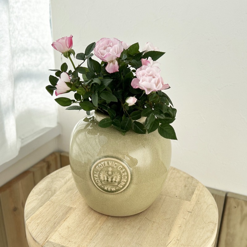 Kew Garden �ե��١�����ƫ���������ӡ�����ӥ����꡼��