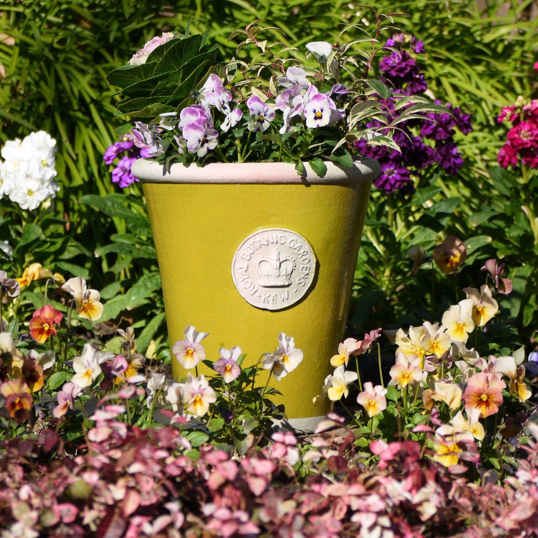 Kew Pots �饹�ƥ��å����꡼�� L������ ����ȭ ���塼�ݥå�