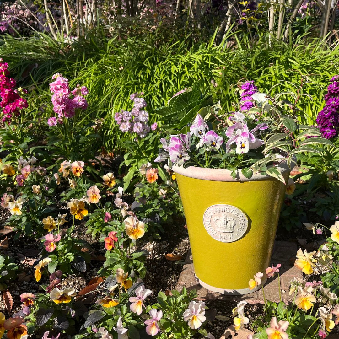 Kew Pots �饹�ƥ��å����꡼�� L������ ����ȭ ���塼�ݥå�