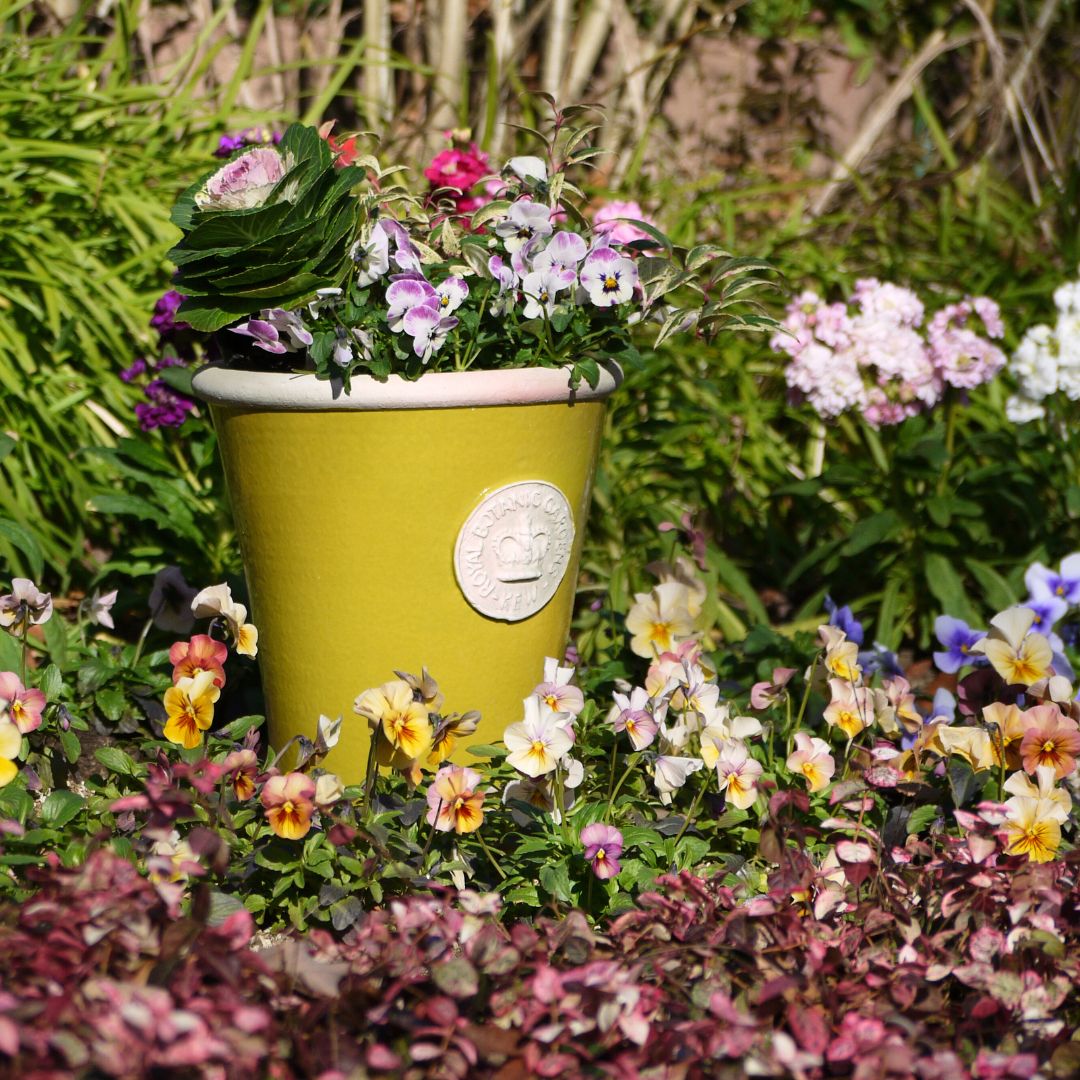 Kew Pots �饹�ƥ��å����꡼�� L������ ����ȭ ���塼�ݥå�