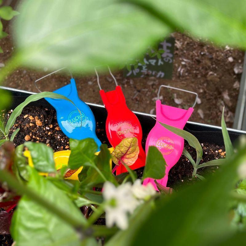 �����ꡡ�륳����������