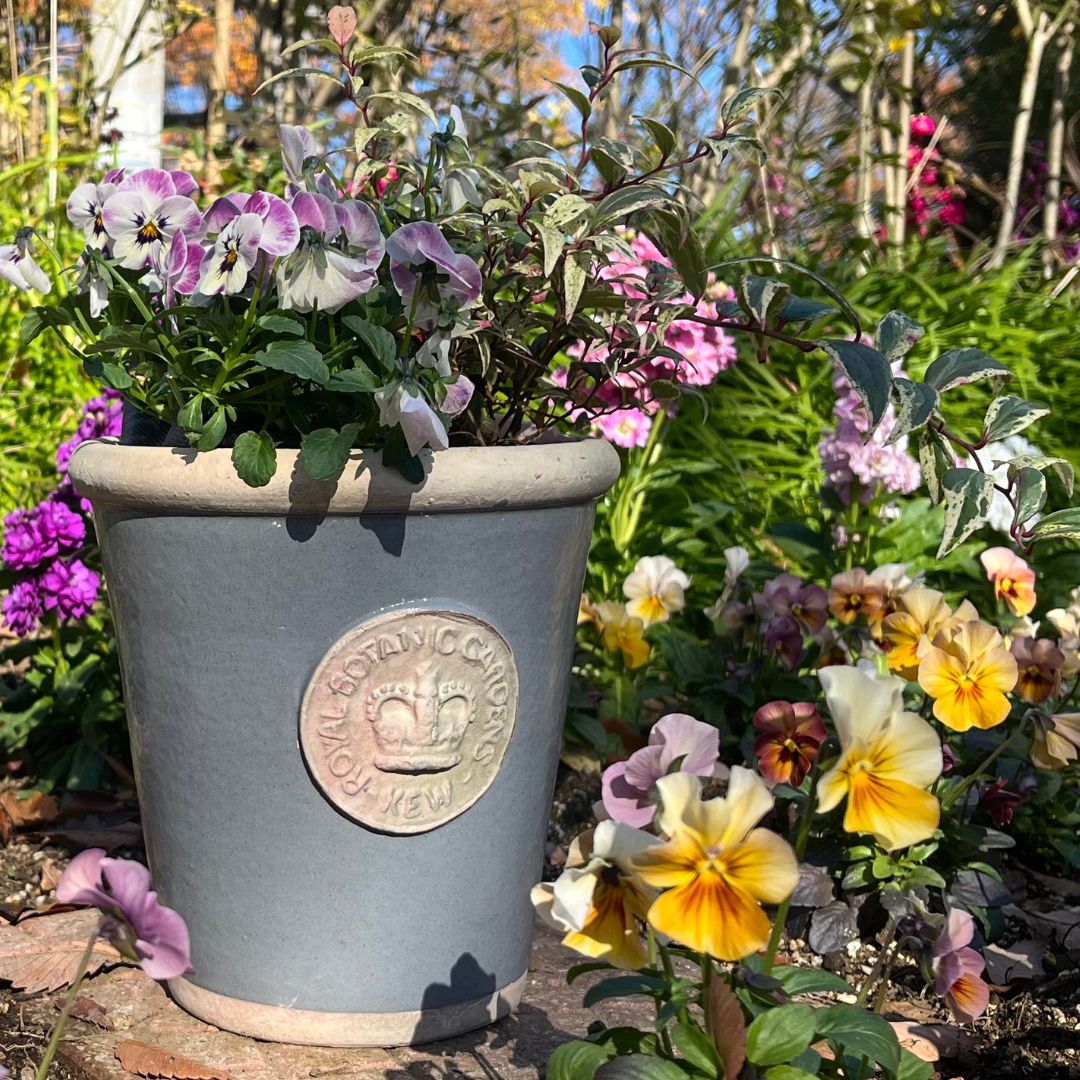 Kew Pots �ѥ������֥롼 M������ ����ȭ ���塼�ݥå�