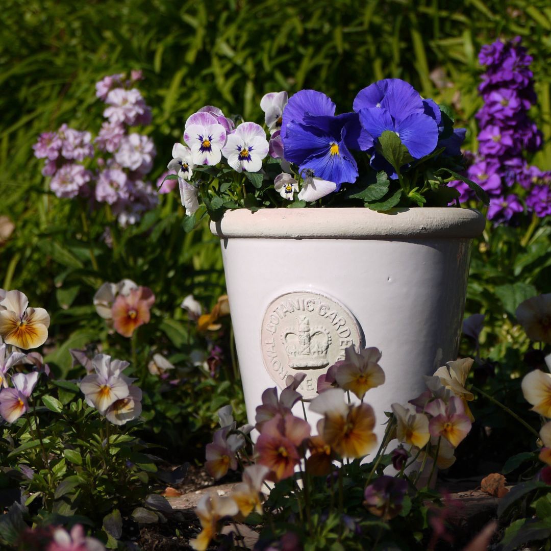 Kew Pots ����ߥ� M������ ����ȭ ���塼�ݥå�