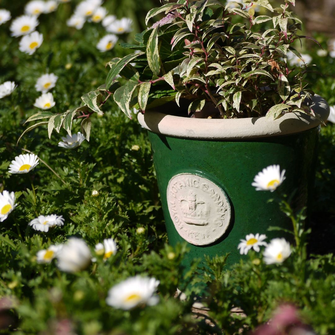 Kew Pots ꡼ M ȭ 塼ݥå