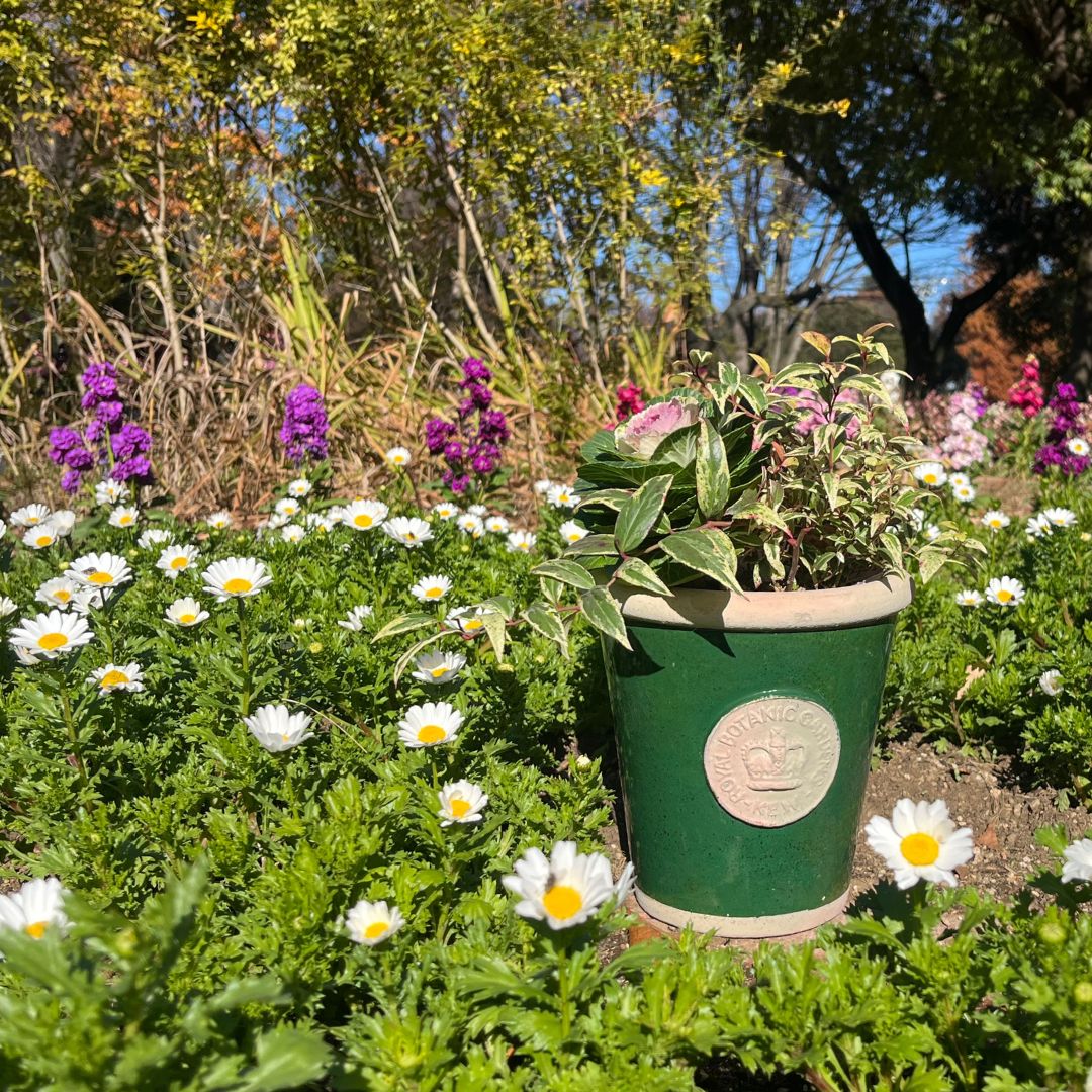 Kew Pots ꡼ M ȭ 塼ݥå