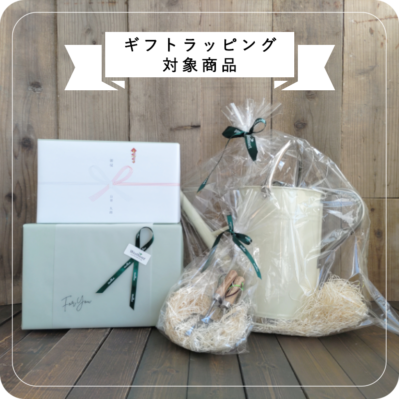 Kew Pots �ե������졼 M������ ����ȭ ���塼�ݥå�