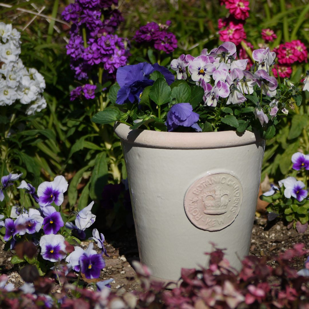 Kew Pots �ե������졼 M������ ����ȭ ���塼�ݥå�