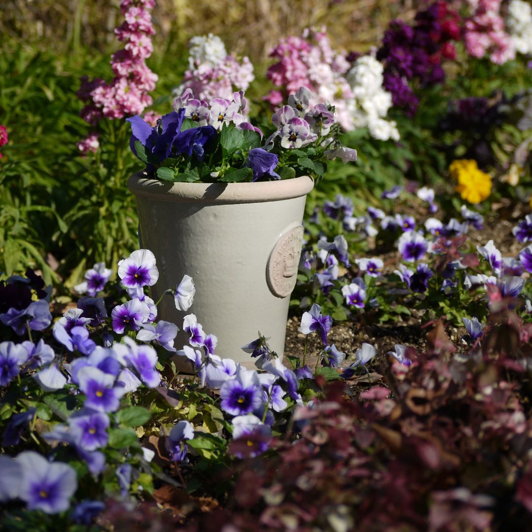 Kew Pots �ե������졼 M������ ����ȭ ���塼�ݥå�