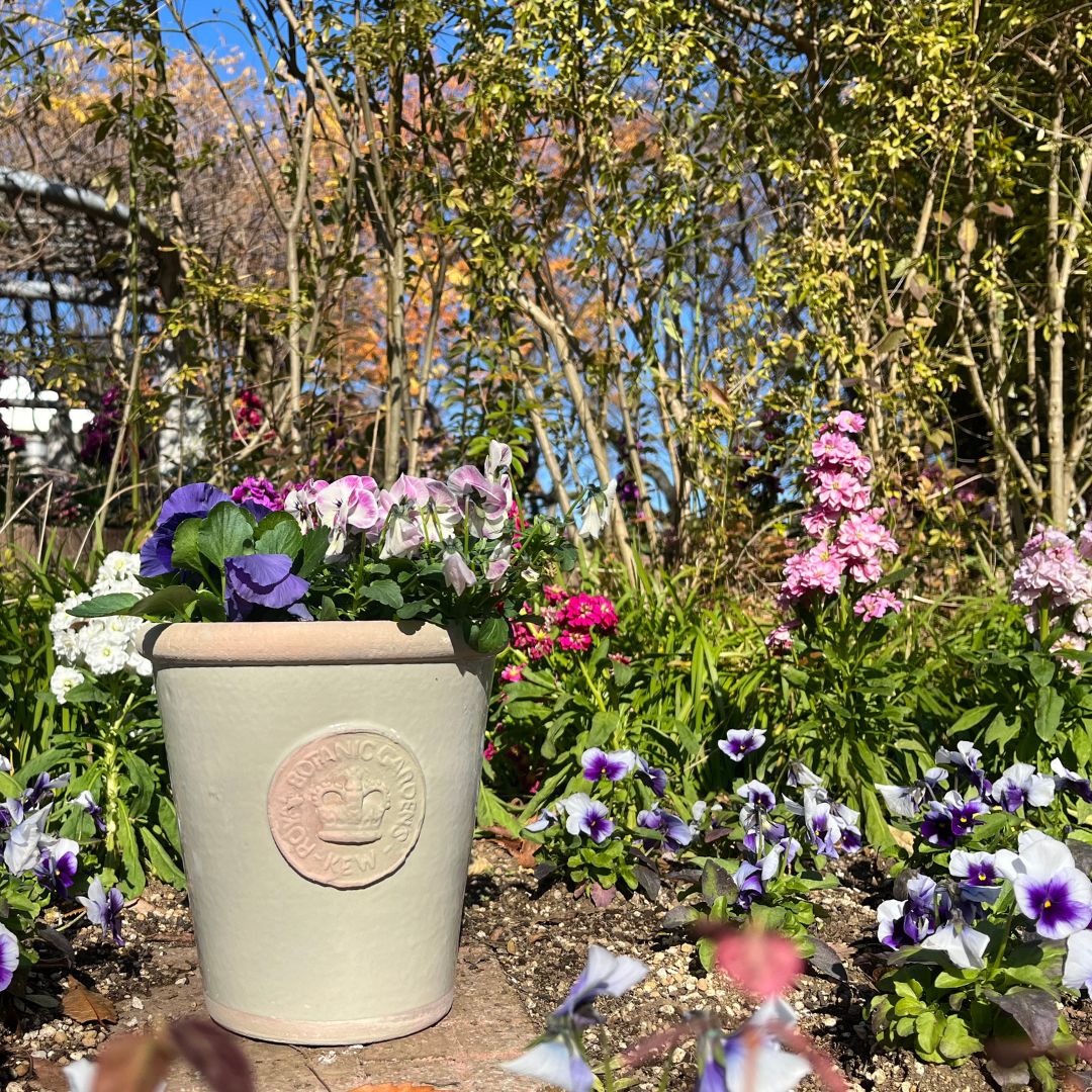 Kew Pots �ե������졼 M������ ����ȭ ���塼�ݥå�