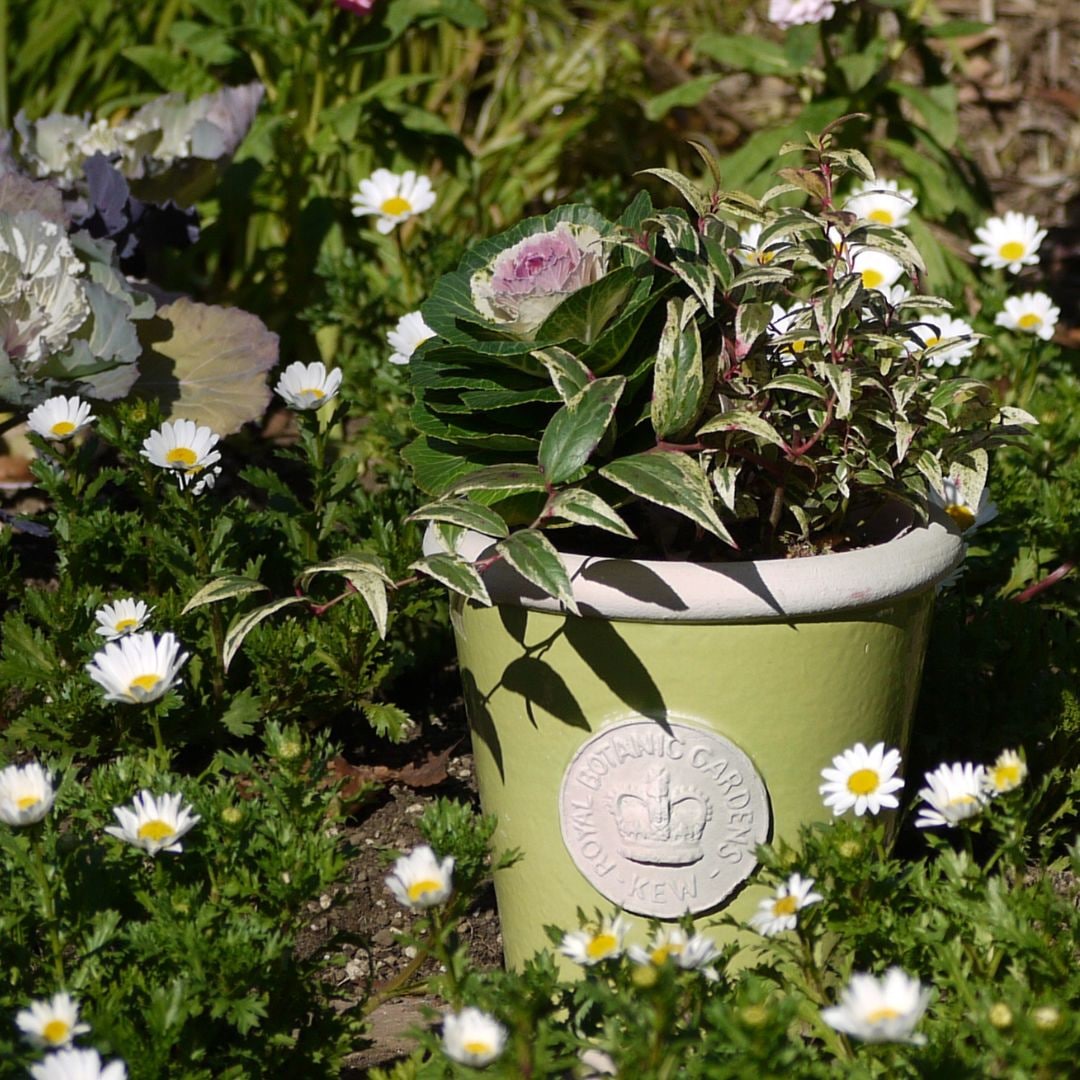 Kew Pots �饤�� M������ ����ȭ ���塼�ݥå�