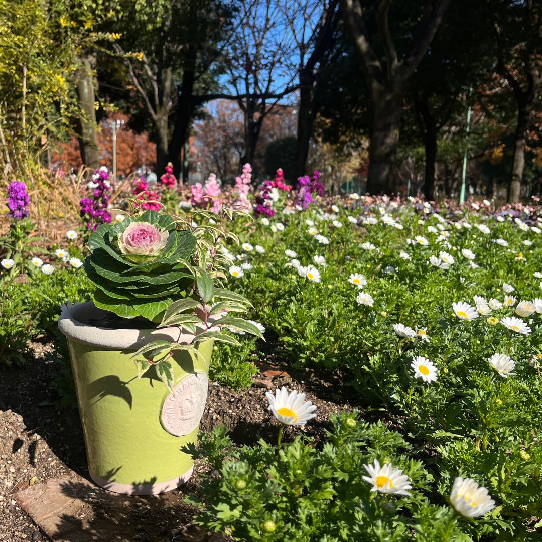 Kew Pots �饤�� M������ ����ȭ ���塼�ݥå�