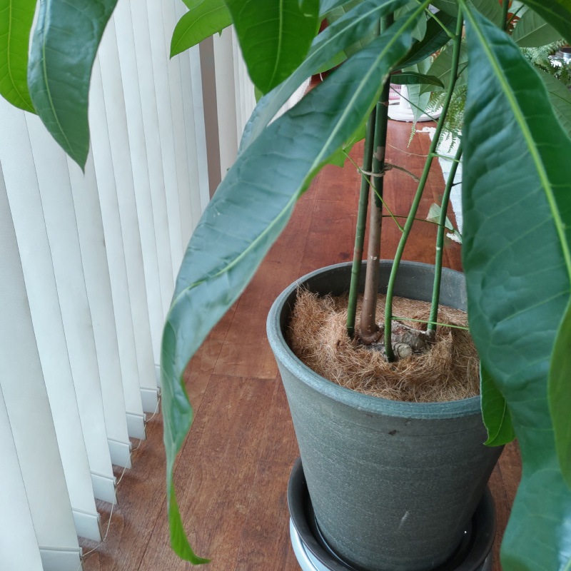 ĥ꡼ޥåȡľ403硡ʬ