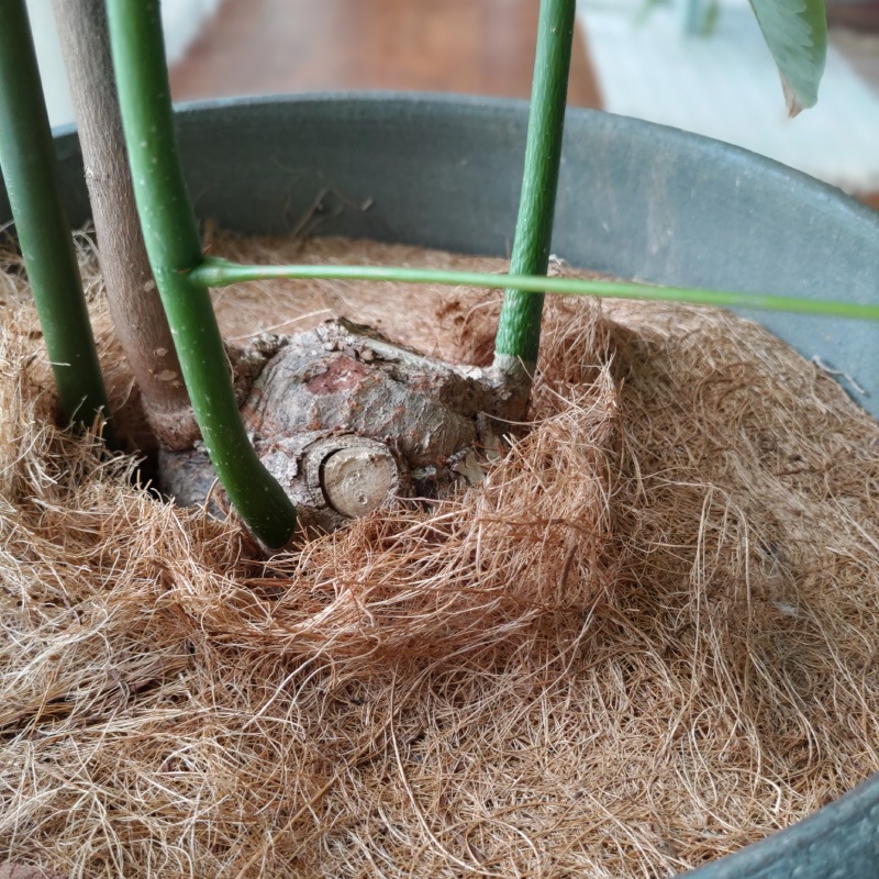 ĥ꡼ޥåȡľ403硡ʬ