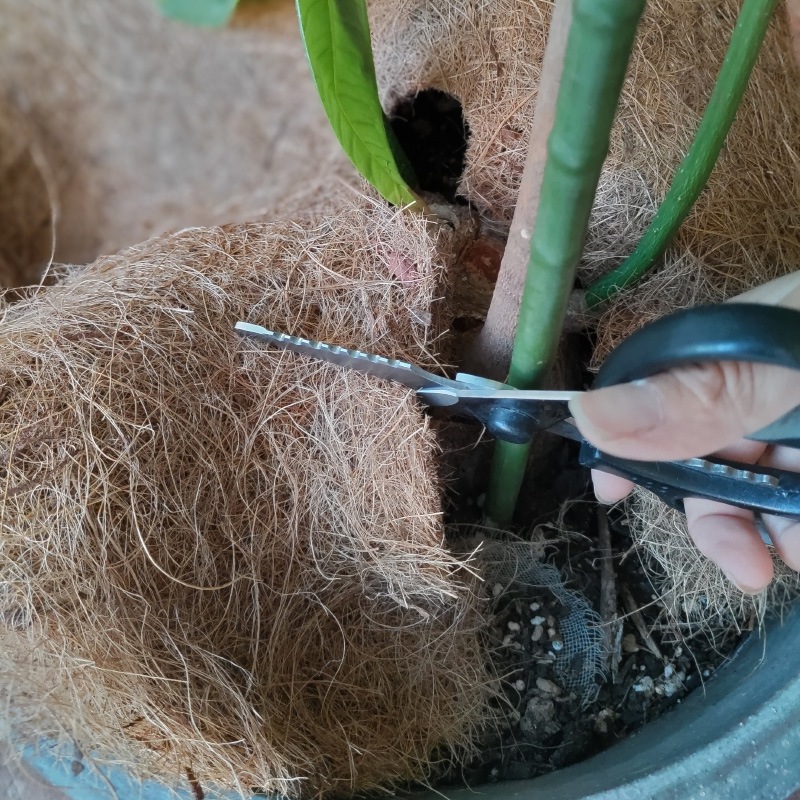 ĥ꡼ޥåȡľ403硡ʬ