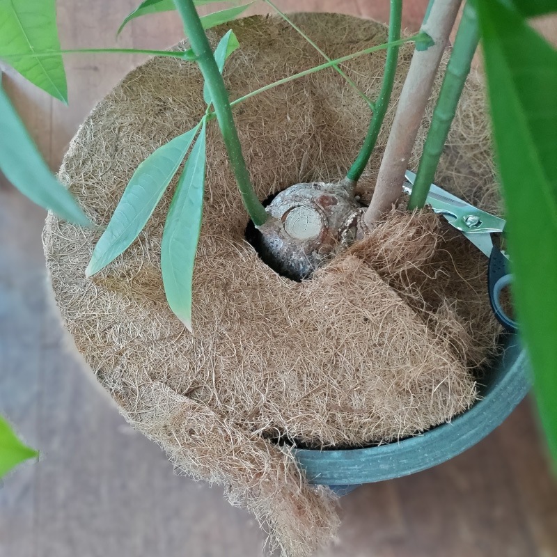 ĥ꡼ޥåȡľ403硡ʬ