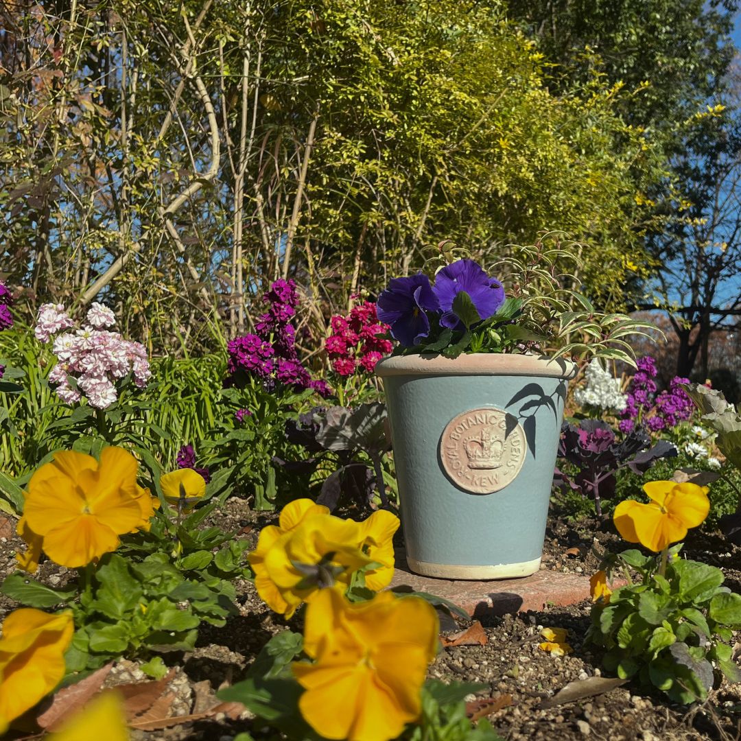 Kew Pots �����󥸥ʥӥ��֥롼 M������ ����ȭ ���塼�ݥå�