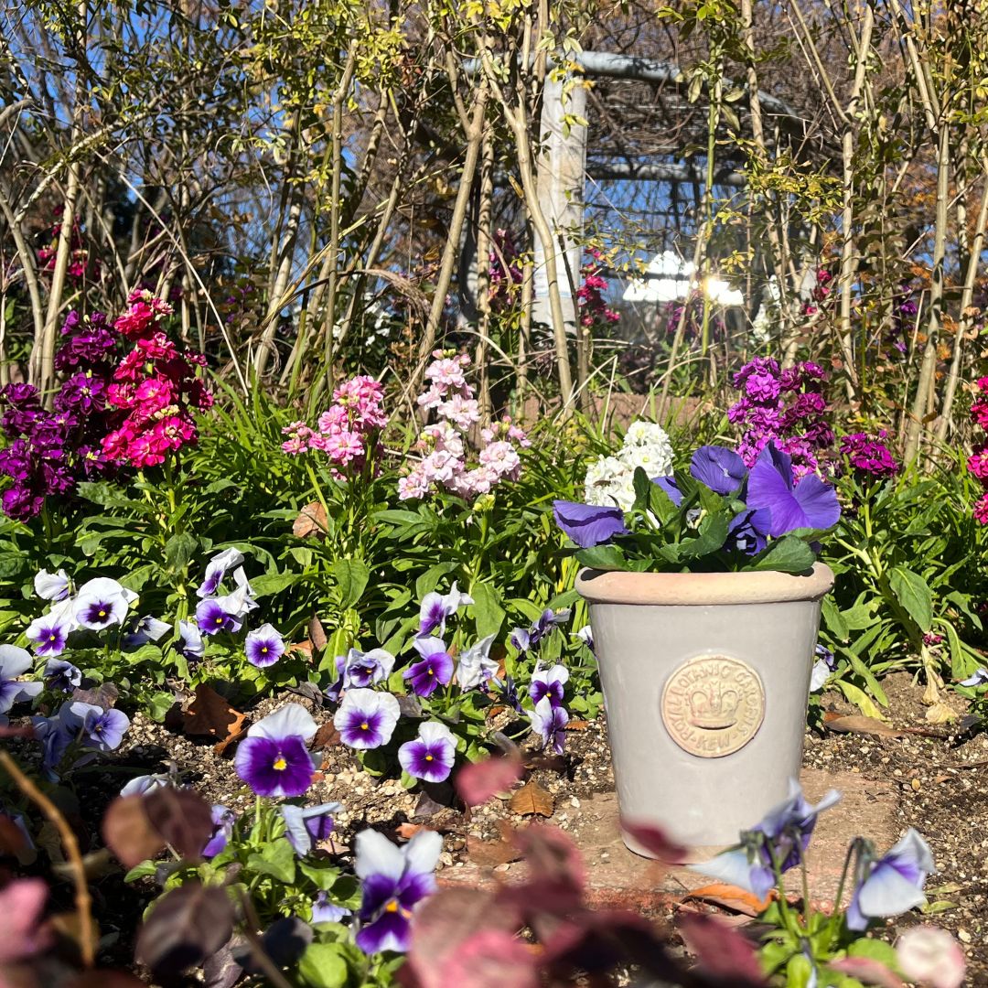 Kew Pots  S ȭ 塼ݥå