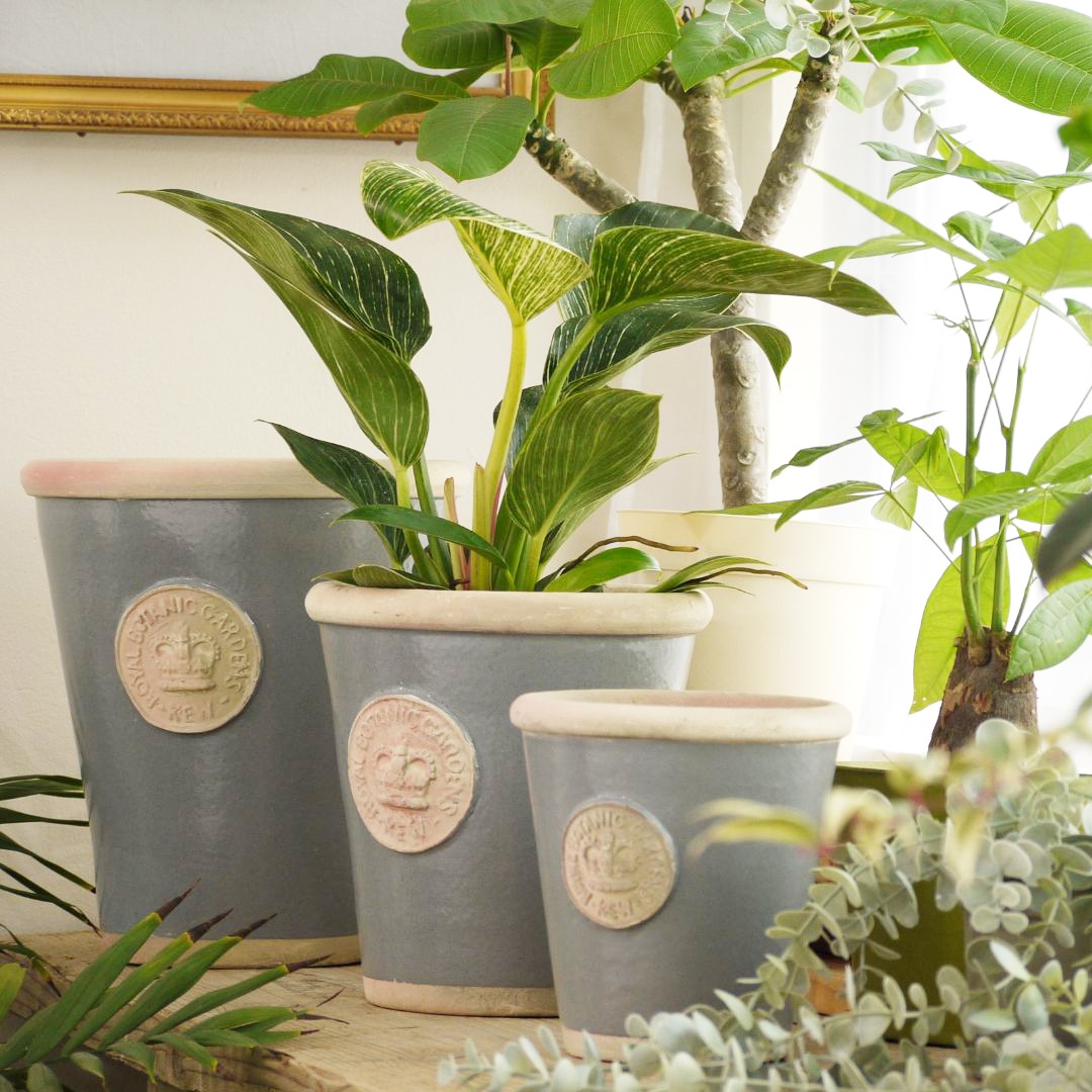 Kew Pots �ѥ������֥롼 S������ ����ȭ ���塼�ݥå�