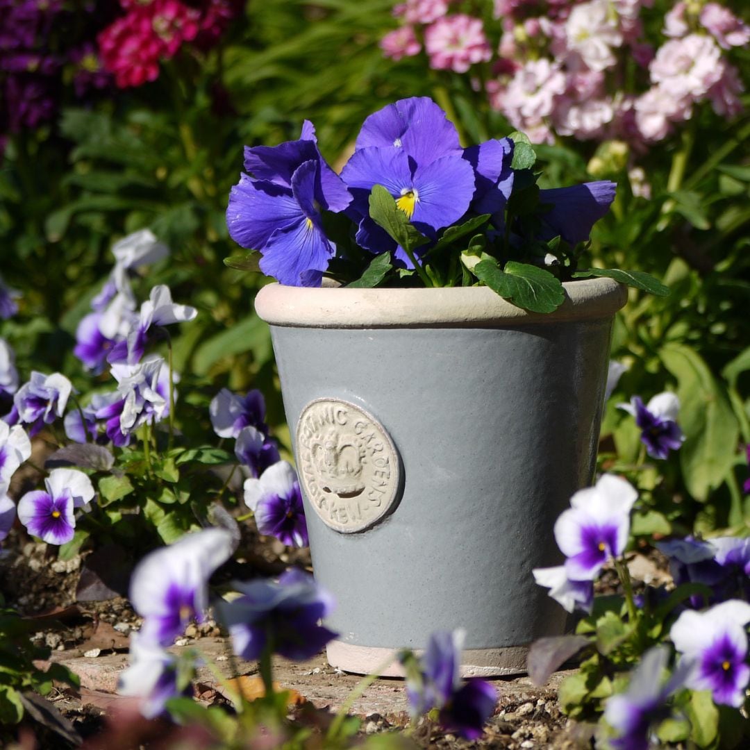 Kew Pots �ѥ������֥롼 S������ ����ȭ ���塼�ݥå�