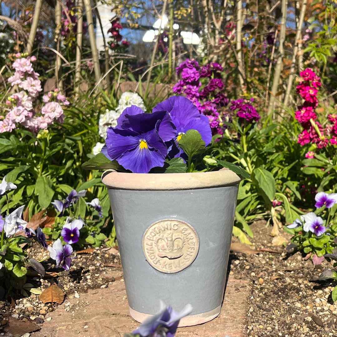 Kew Pots �ѥ������֥롼 S������ ����ȭ ���塼�ݥå�