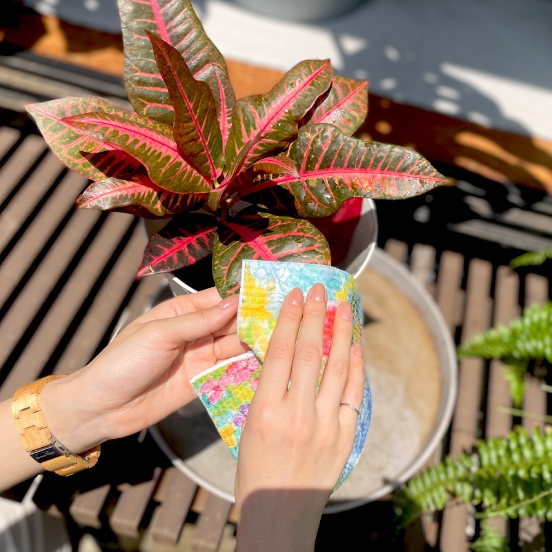 �̲����������ǥ󡡥����ƥå��������ݥ󥸥��������磻�ס��۶ҡ��ݥåȡ�1��