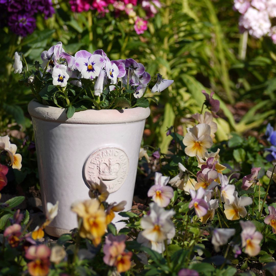 Kew Pots ����ߥ� S������ ����ȭ ���塼�ݥå�