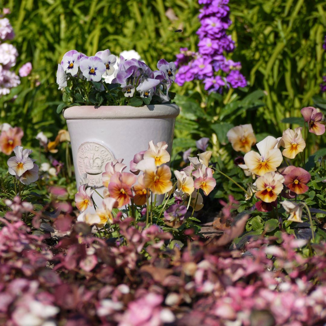 Kew Pots ����ߥ� S������ ����ȭ ���塼�ݥå�