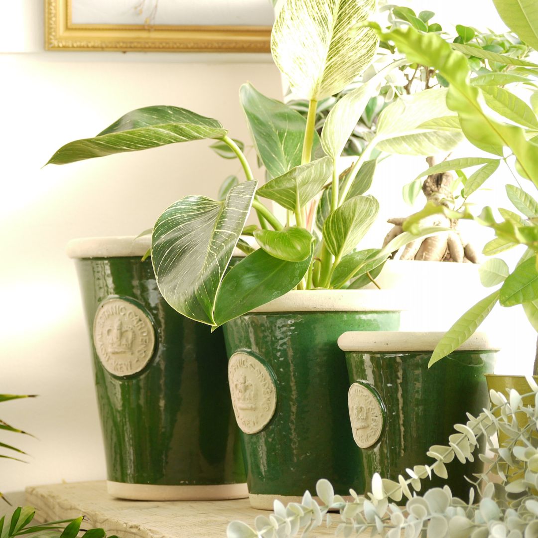 Kew Pots ���������꡼�� S������ ����ȭ ���塼�ݥå�