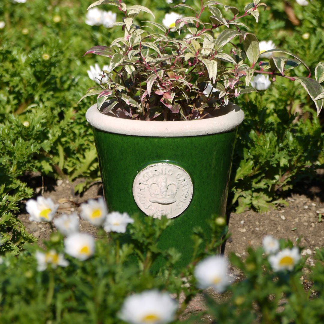 Kew Pots ���������꡼�� S������ ����ȭ ���塼�ݥå�