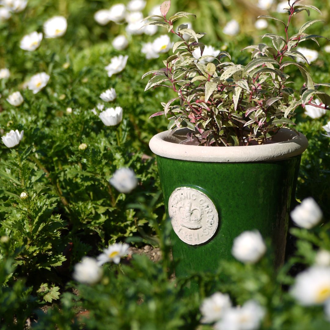 Kew Pots ���������꡼�� S������ ����ȭ ���塼�ݥå�