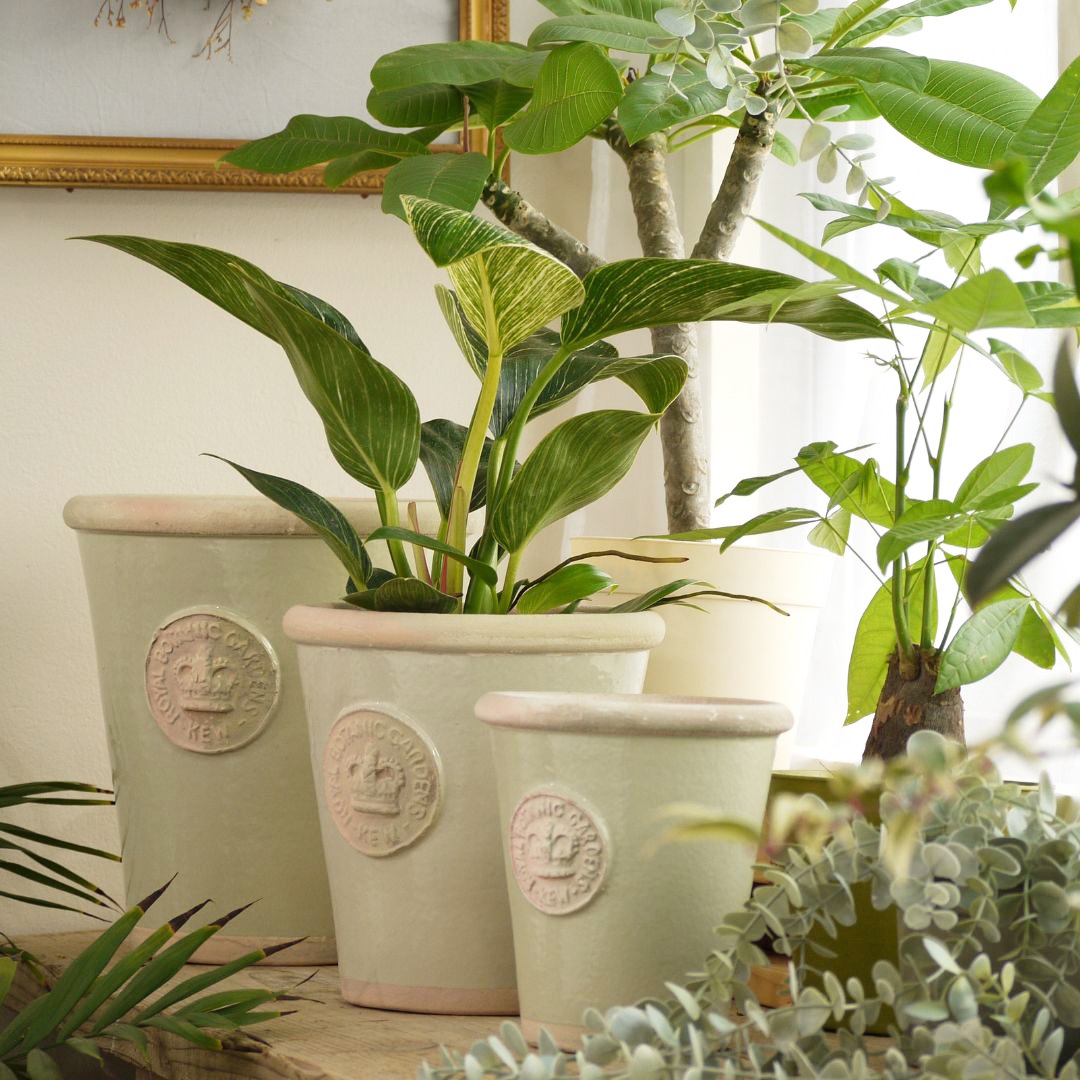 Kew Pots �ե������졼 S������ ����ȭ ���塼�ݥå�