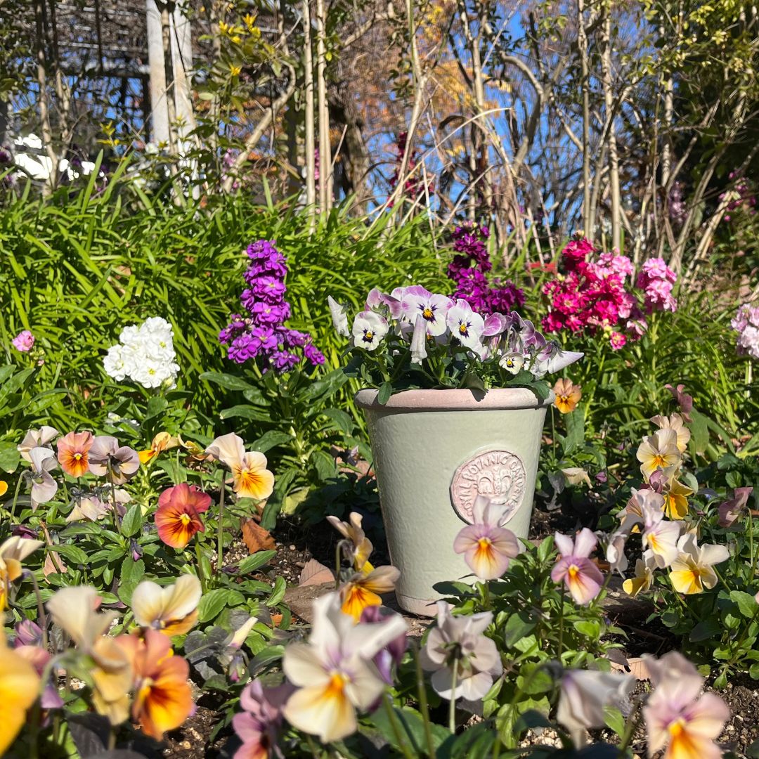 Kew Pots �ե������졼 S������ ����ȭ ���塼�ݥå�