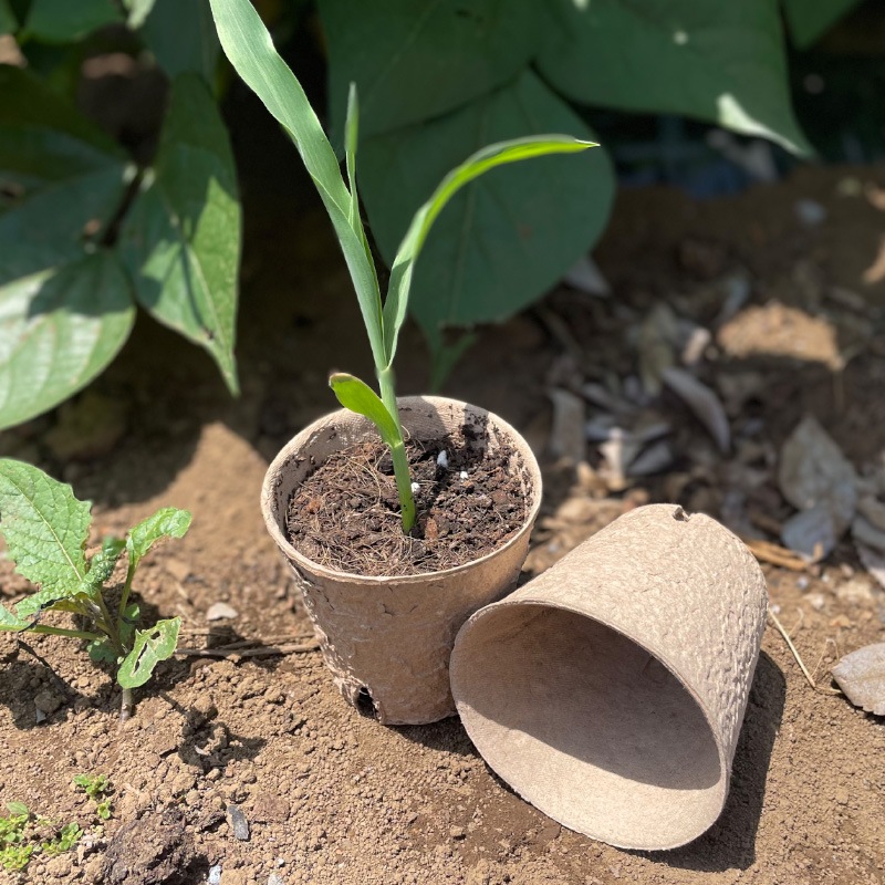 ���Τޤ޿�������ե����С��ݥåȡ��ݷ���8cm��32�ĥ��åȡ���ʬ������ȭ