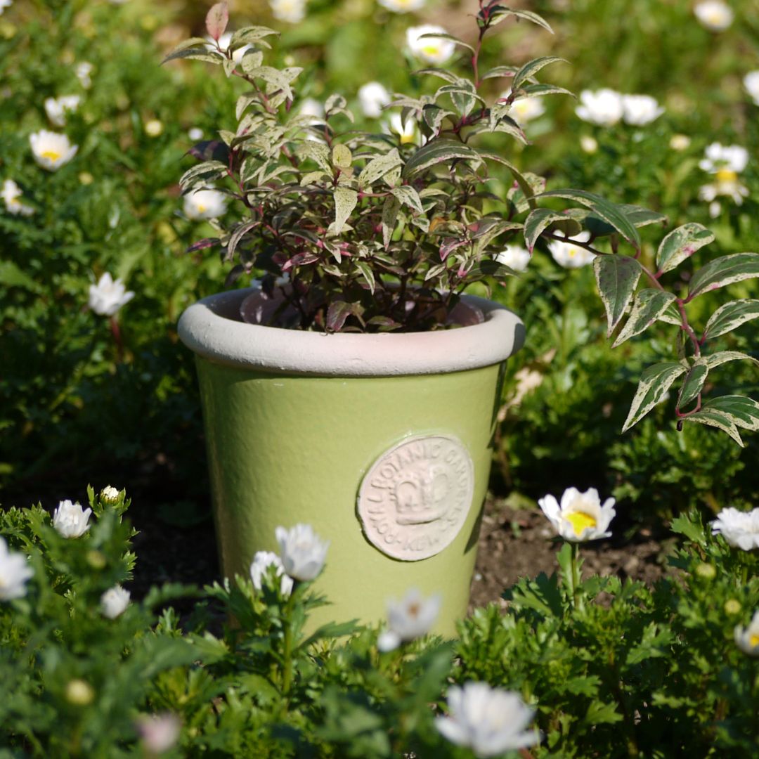 Kew Pots �饤�� S������ ����ȭ ���塼�ݥå�