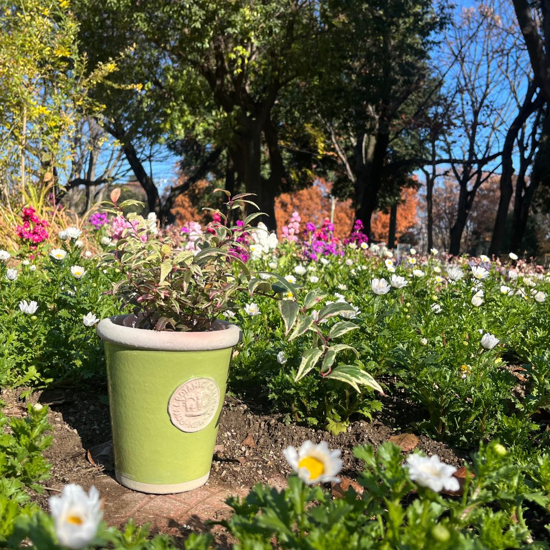 Kew Pots �饤�� S������ ����ȭ ���塼�ݥå�