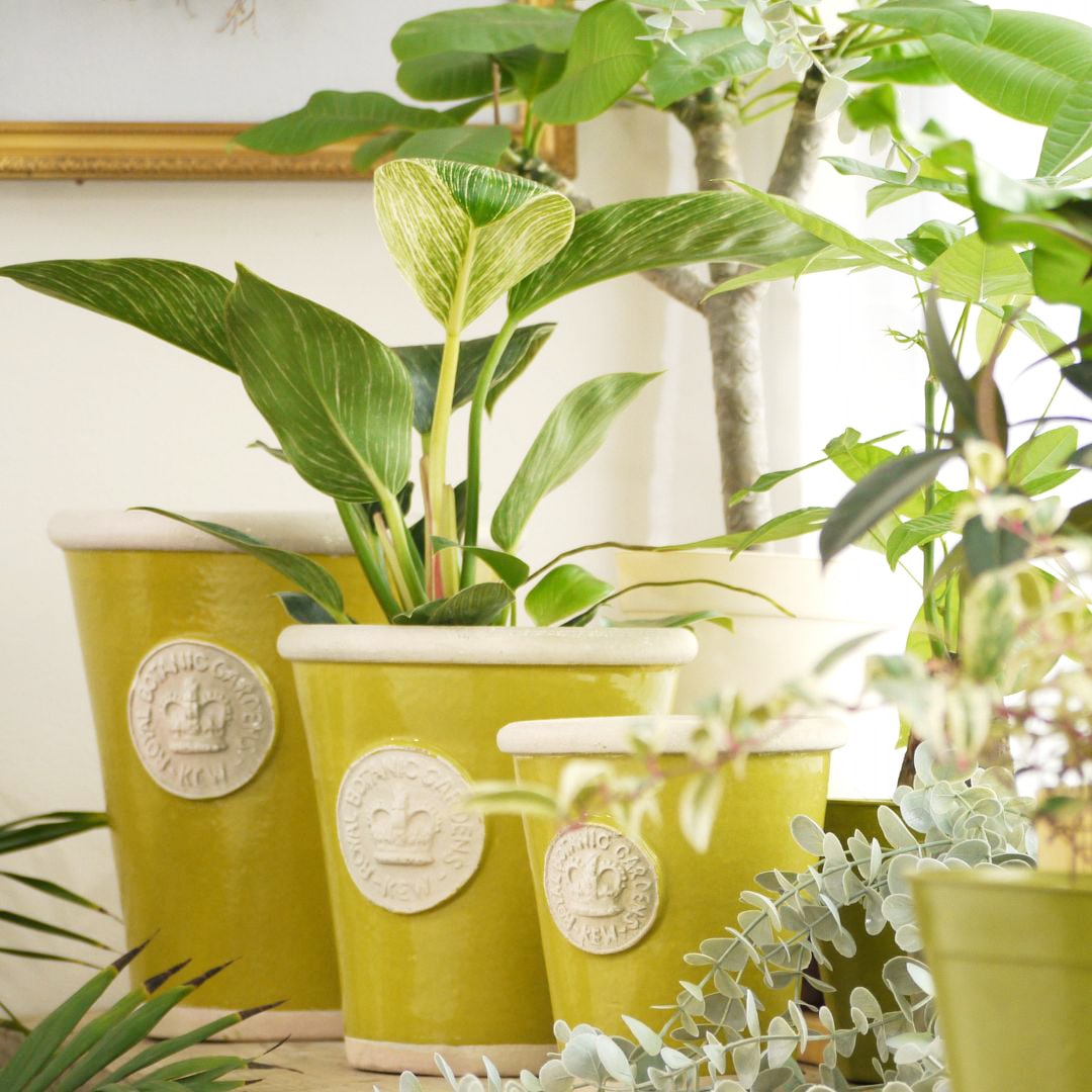 Kew Pots �饹�ƥ��å����꡼�� S������ ����ȭ ���塼�ݥå�