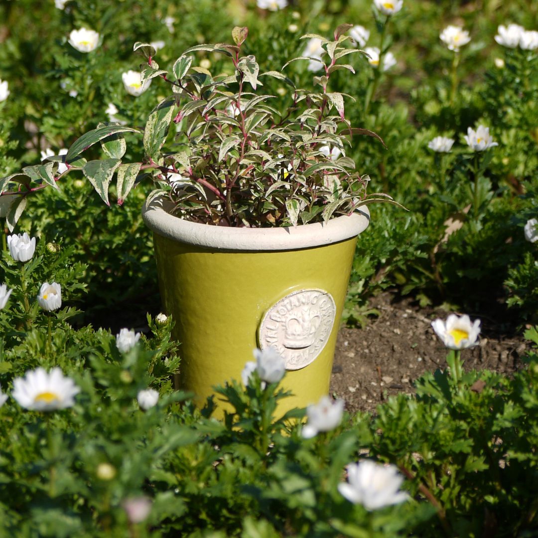 Kew Pots �饹�ƥ��å����꡼�� S������ ����ȭ ���塼�ݥå�