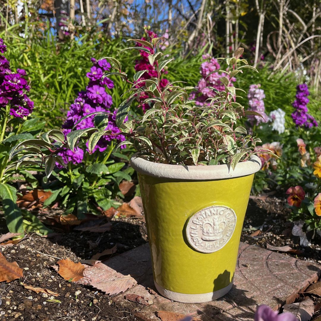 Kew Pots �饹�ƥ��å����꡼�� S������ ����ȭ ���塼�ݥå�