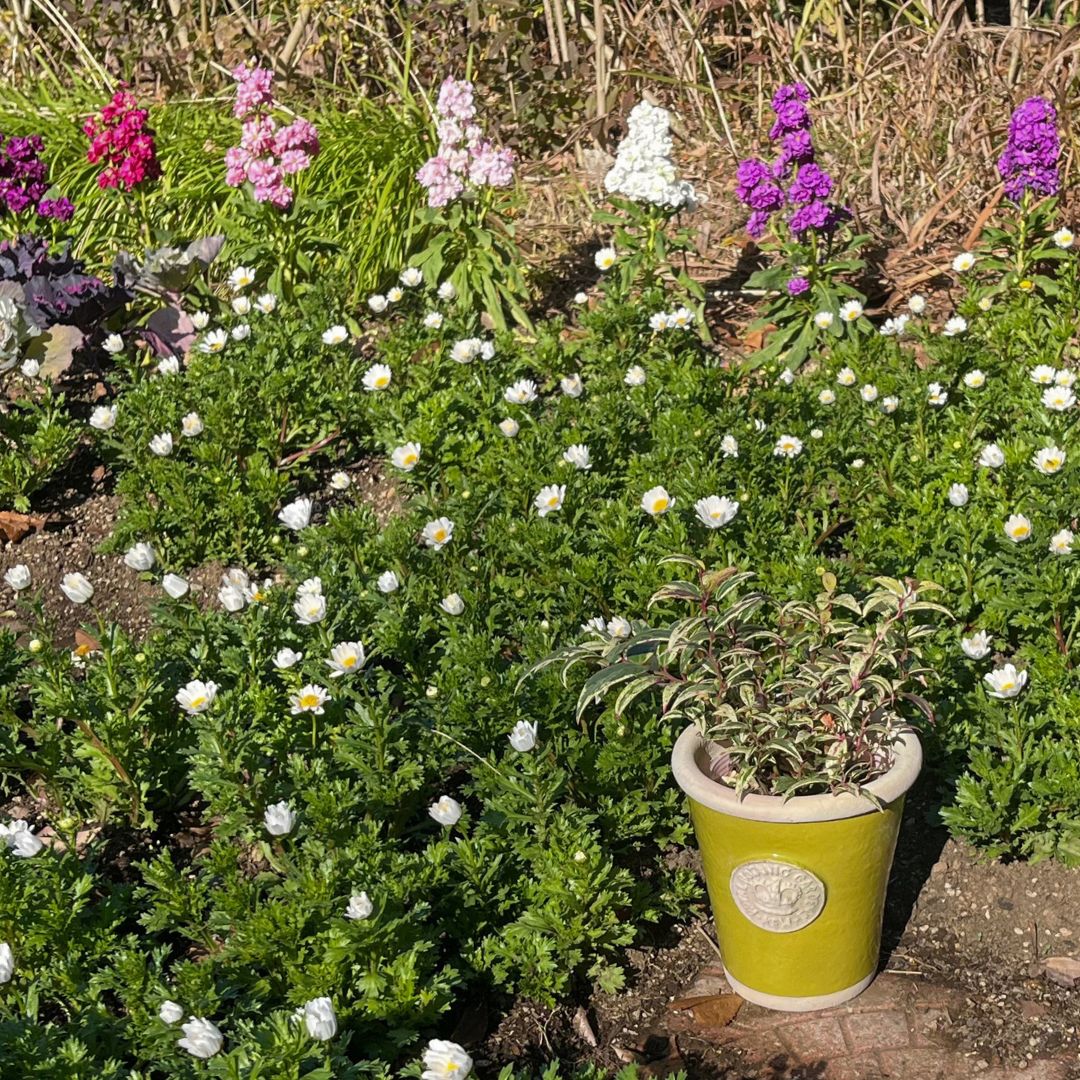 Kew Pots �饹�ƥ��å����꡼�� S������ ����ȭ ���塼�ݥå�