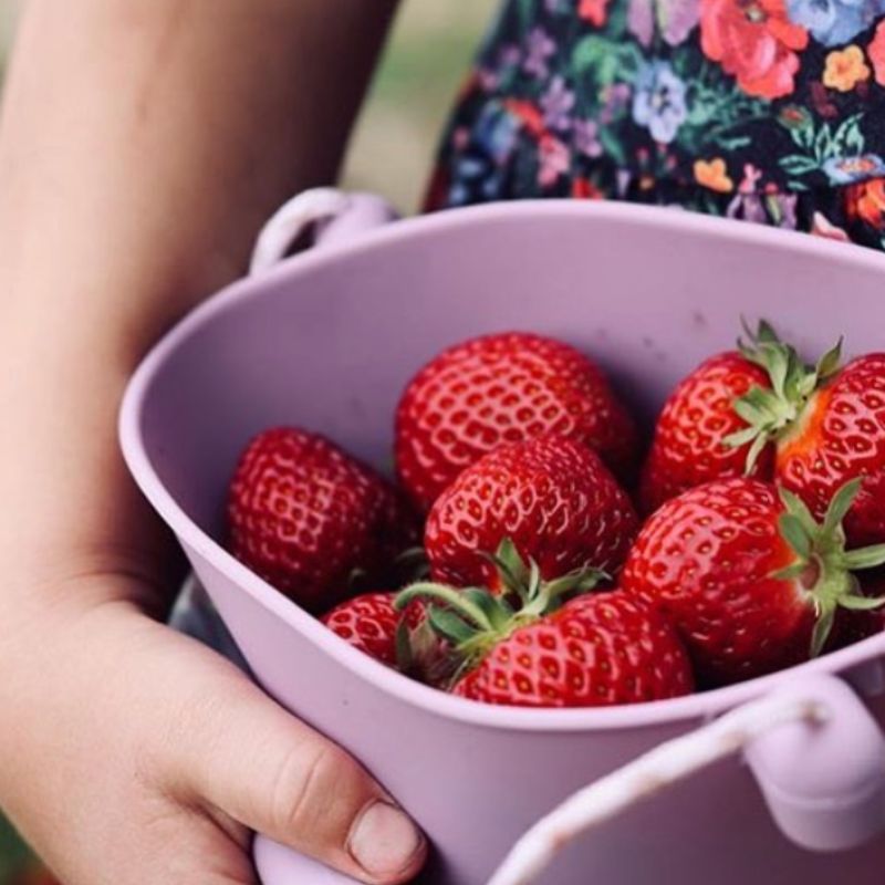 Scrunch���Х��ġ�������ɥԥ󥯡��Ҷ��ѡ����ꥳ��������1.5L 